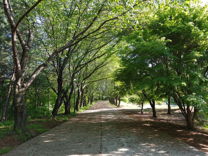 forest