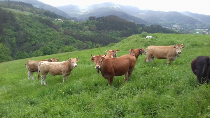 Toro