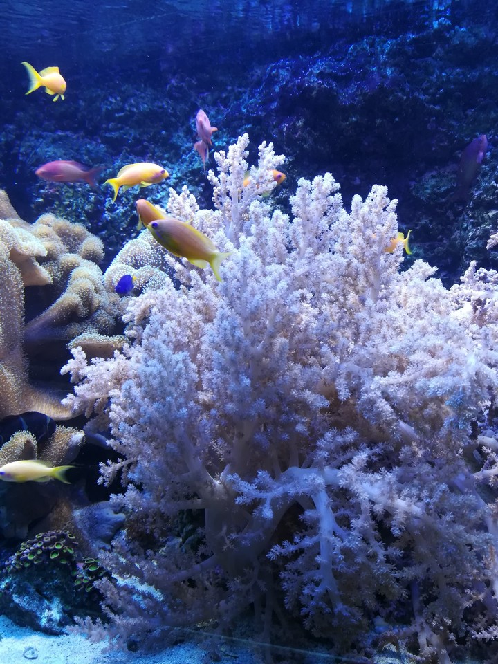 Fish