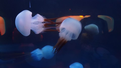 jellyfish