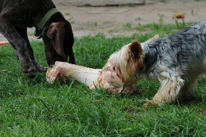 Dogs