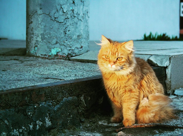 cat