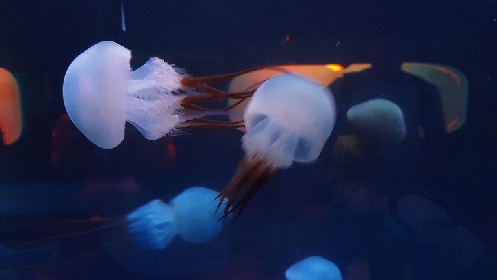 jellyfish
