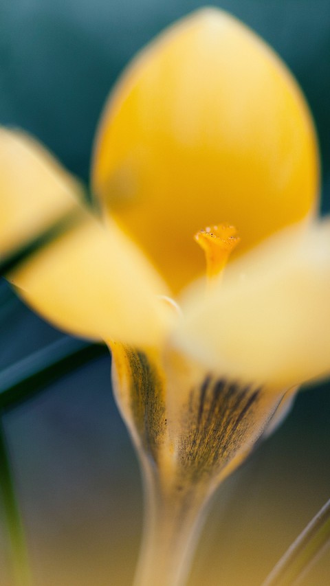 خلفيات Close-up, sky
