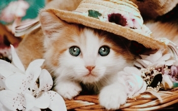 cat