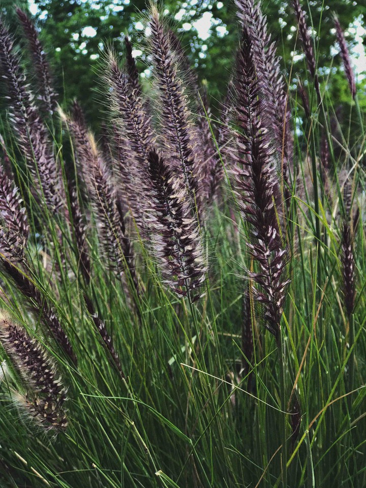 wind