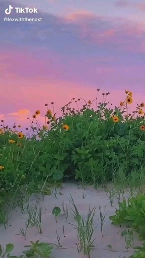 Aesthetic flores
