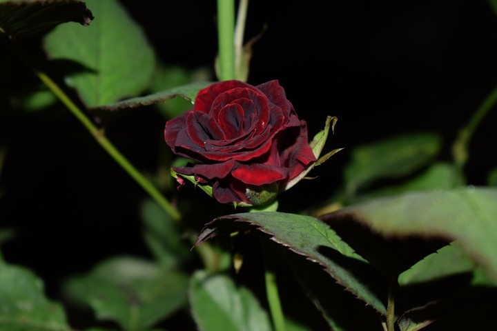 rose