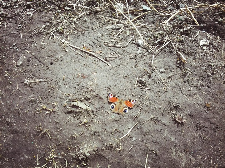 first butterfly