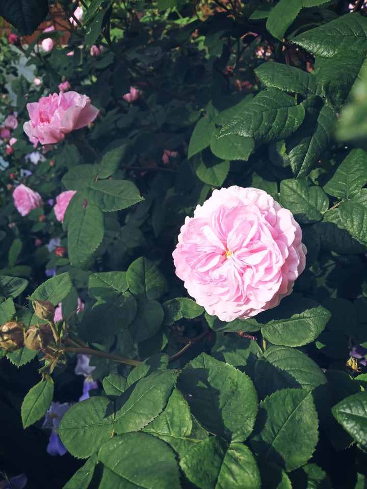garden rose