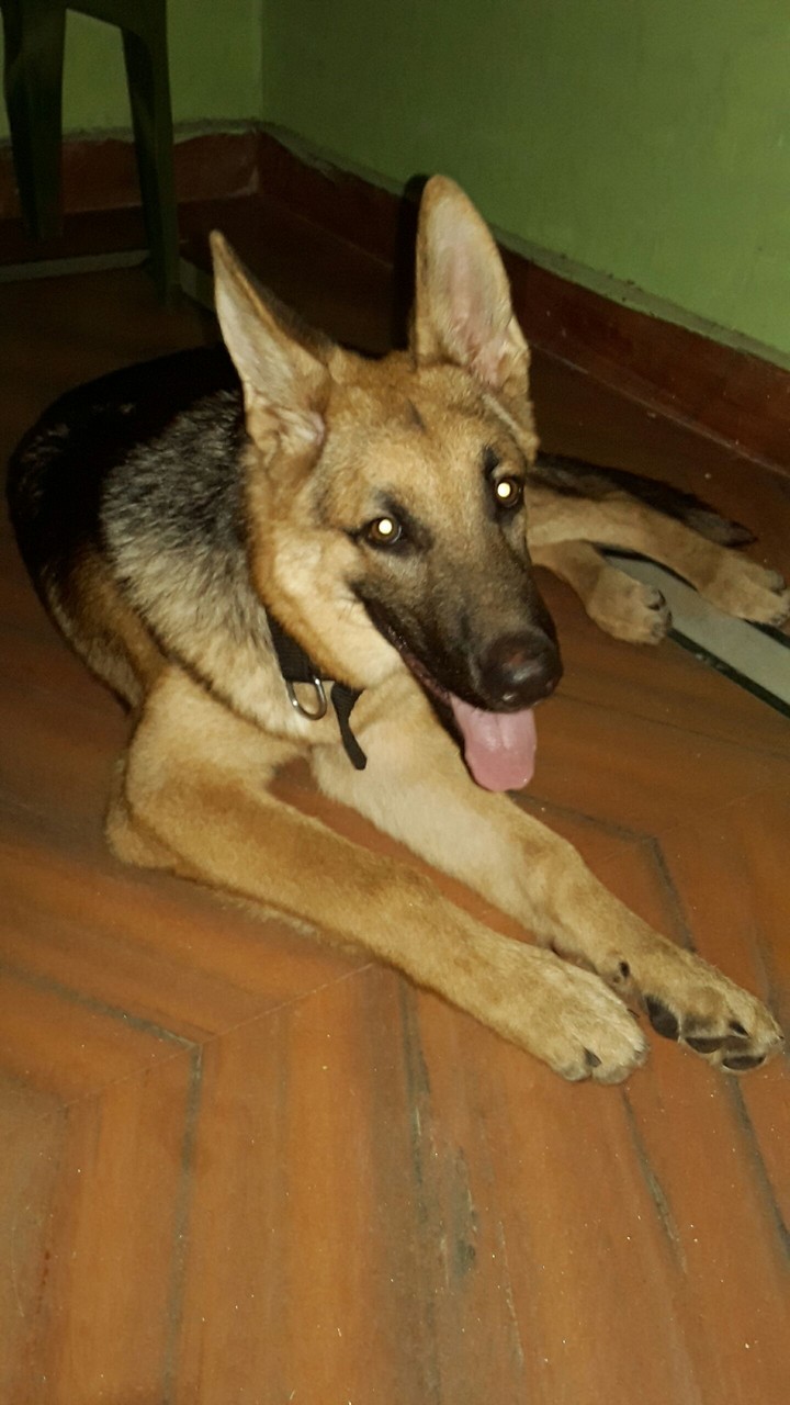 Blackie The Sable German Shepherd