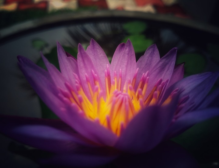 Purple lotus