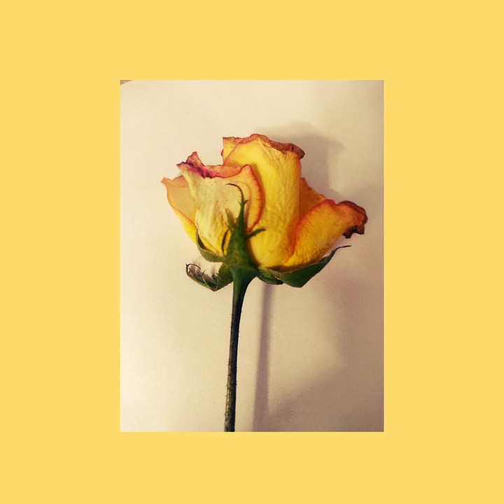 lately I am very much into yellow ?