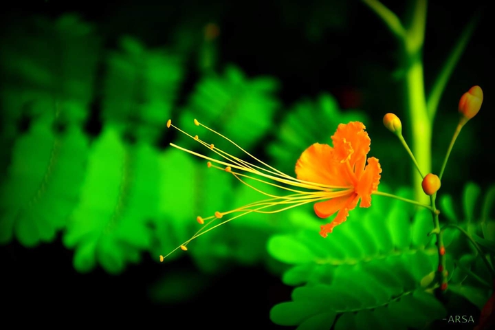 flower