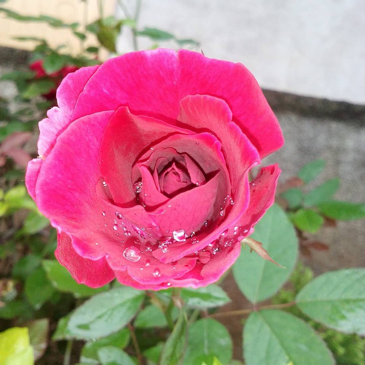 red rose