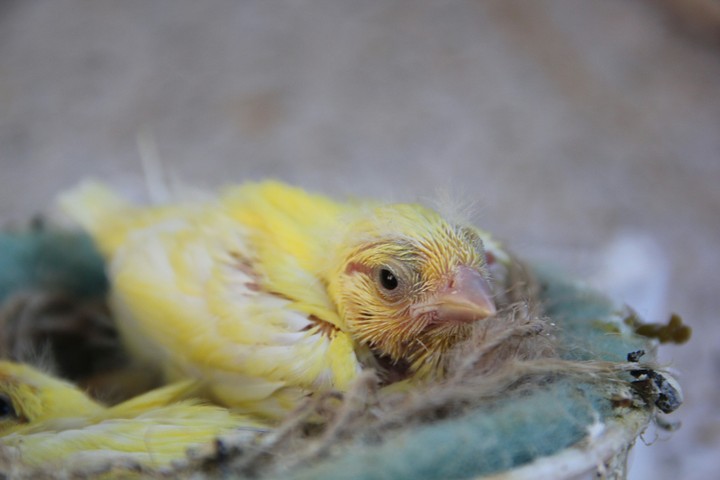 little yellow canary