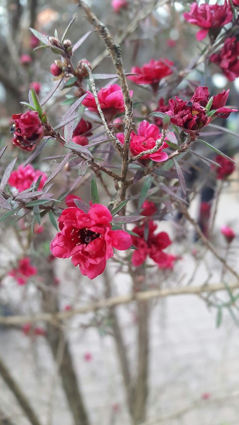 Flower sz