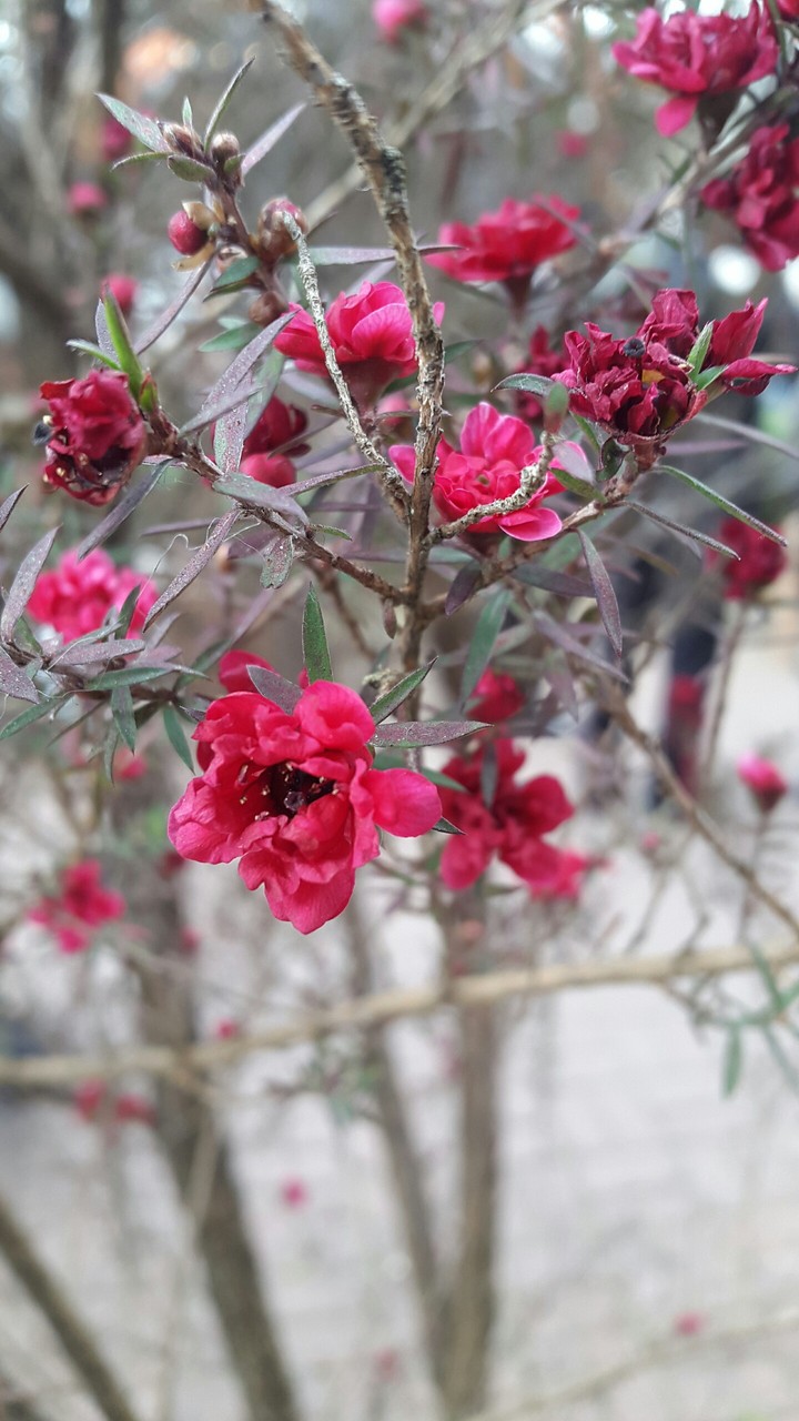 Flower sz
