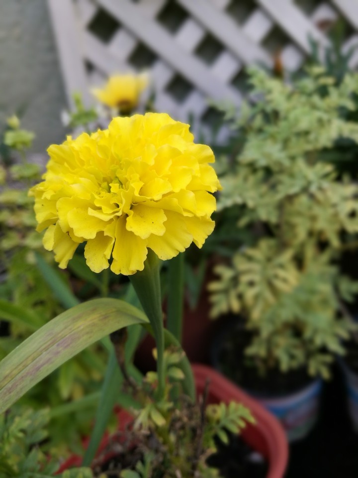 flor
