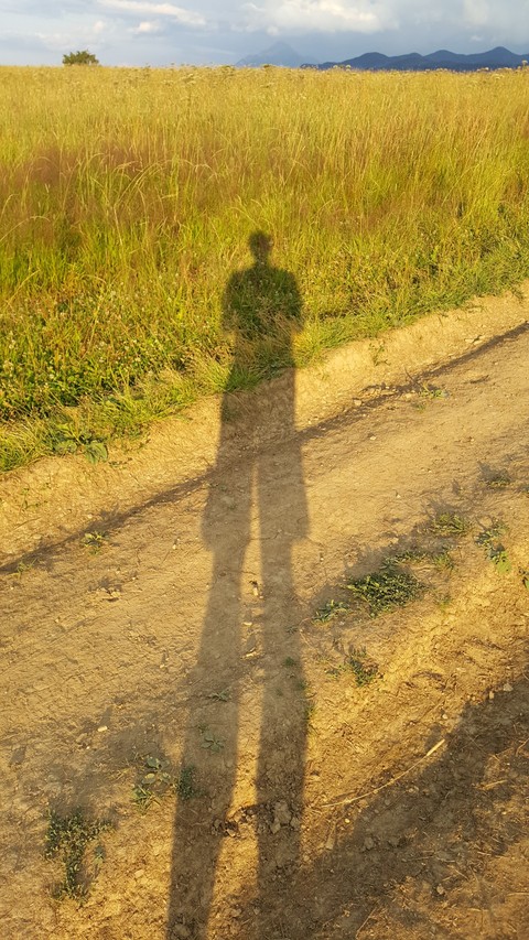 Walk among the grass at sunset.