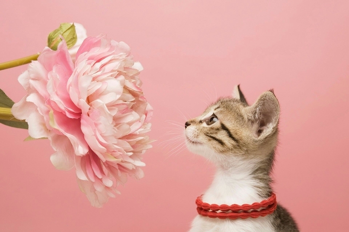 pink flower, cute cat