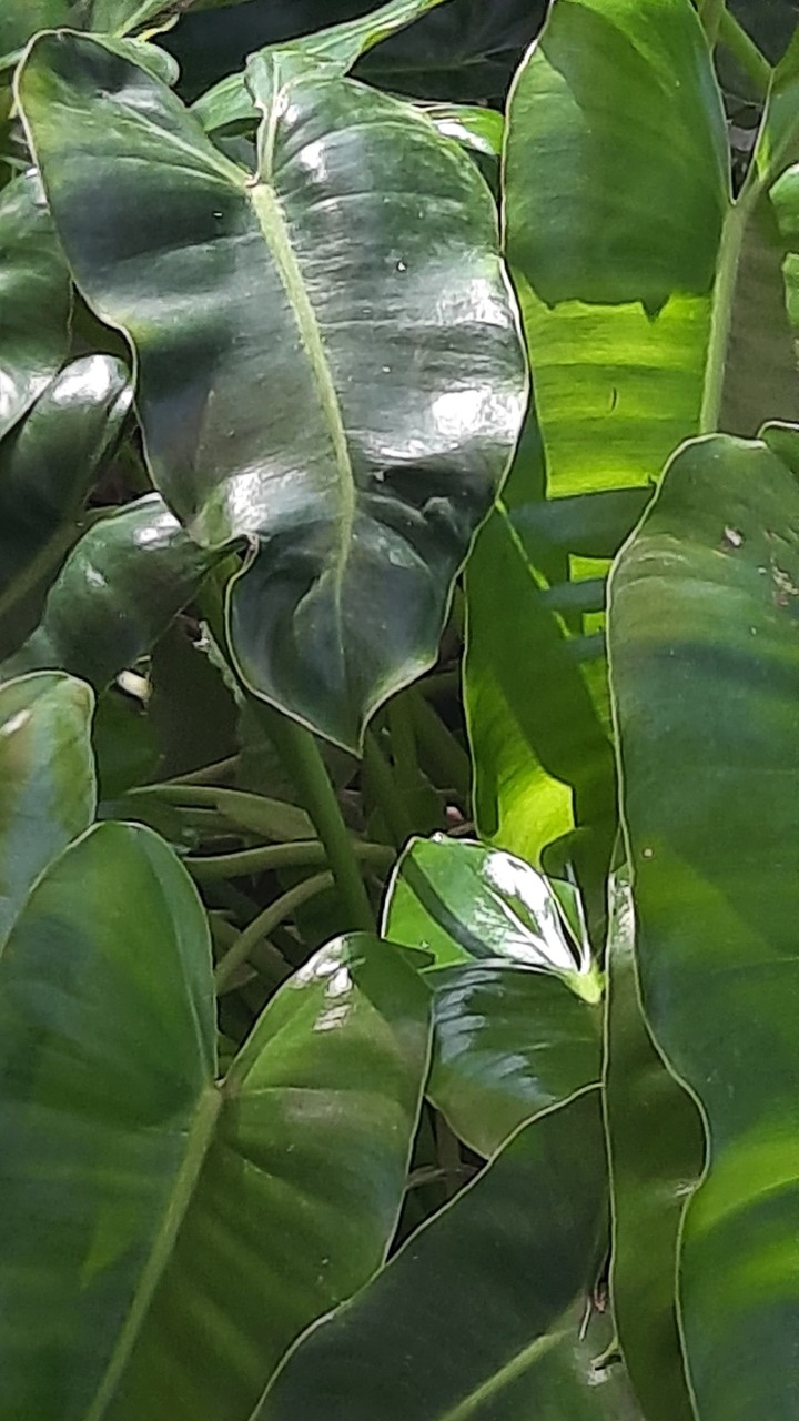 Philodendron