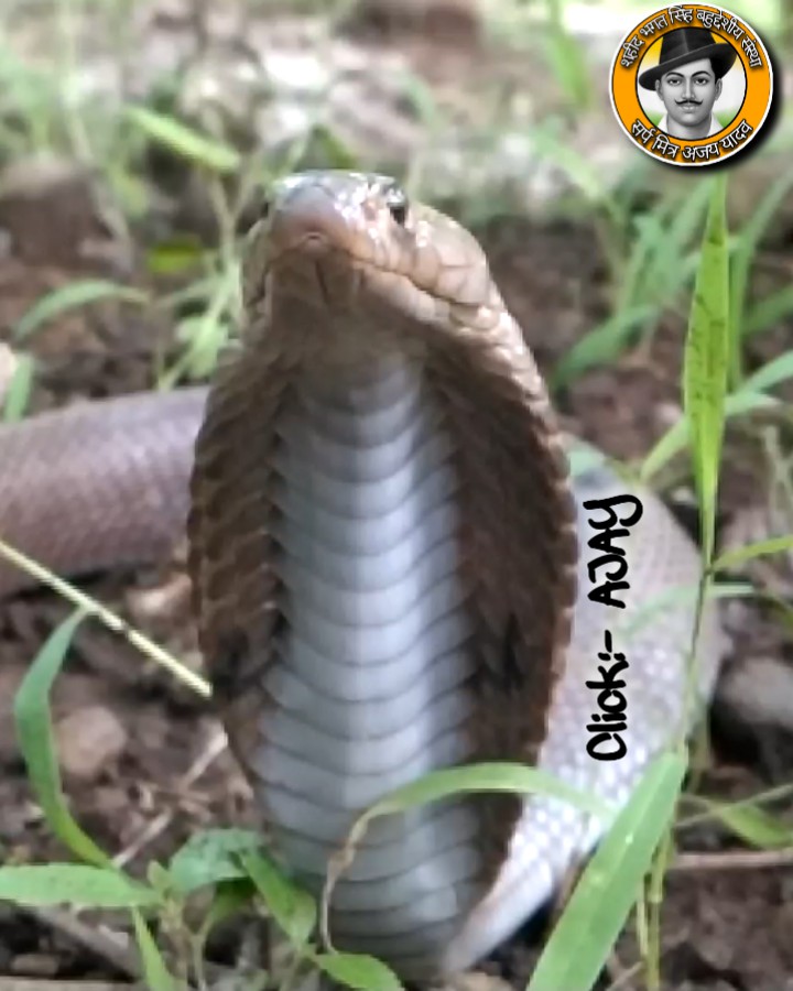 indain Spectacle cobra