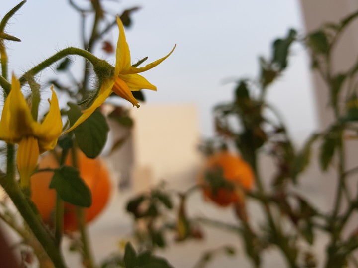 flower waiting to be turned into a tomato.......