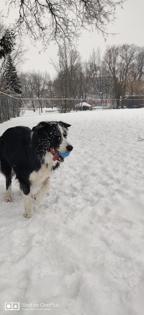 dog