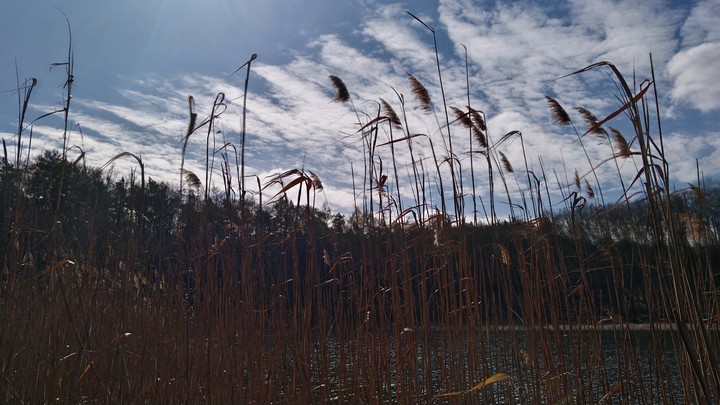 ...cane