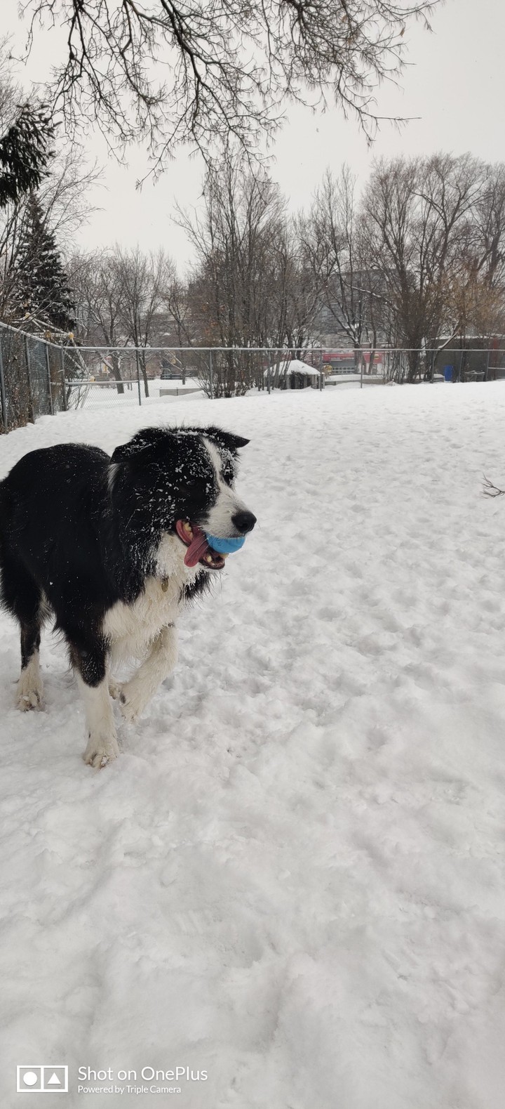 dog