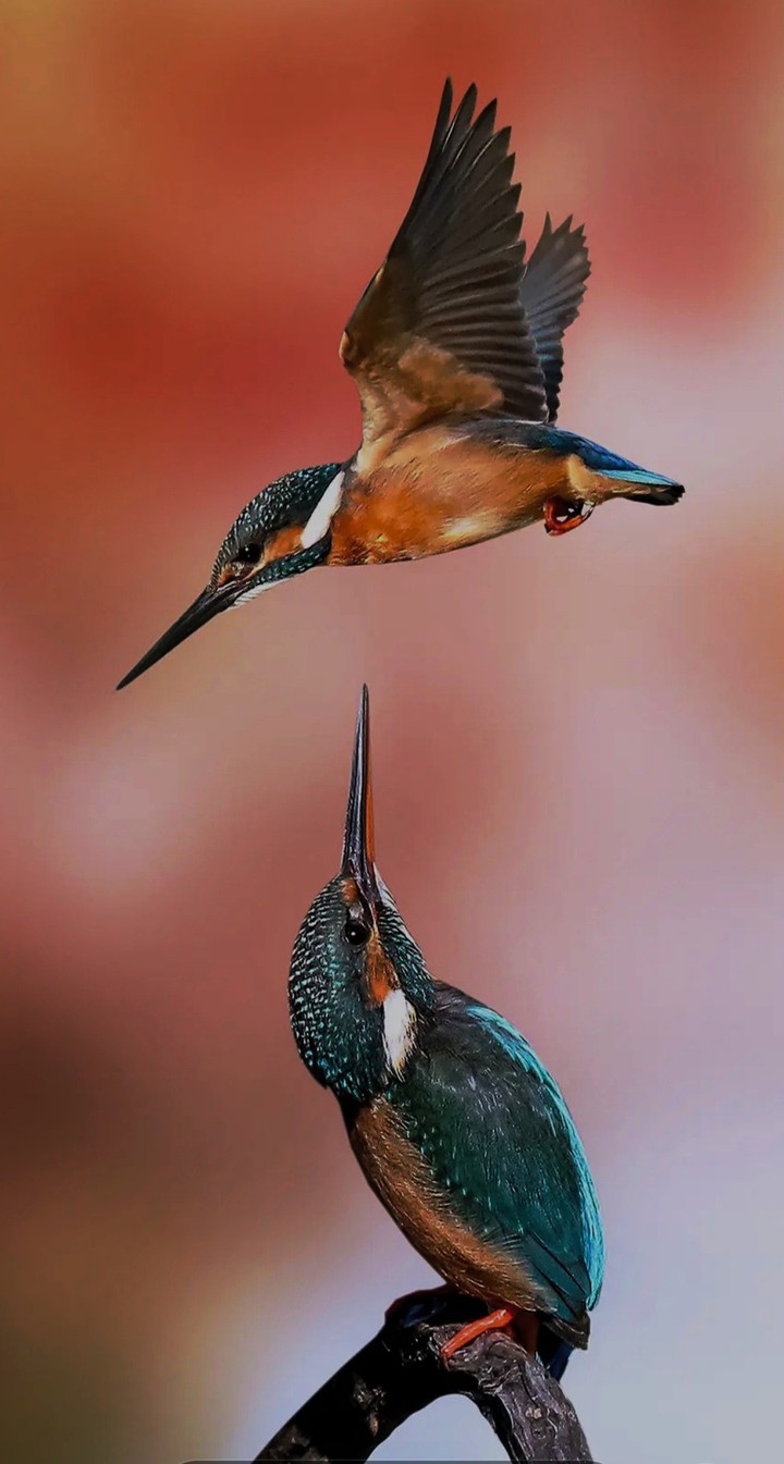 Kingfisher