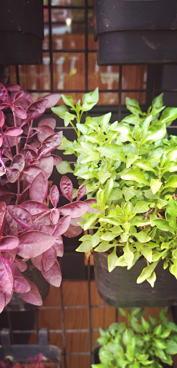 plants