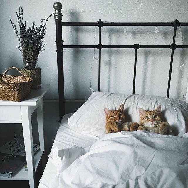Cats
