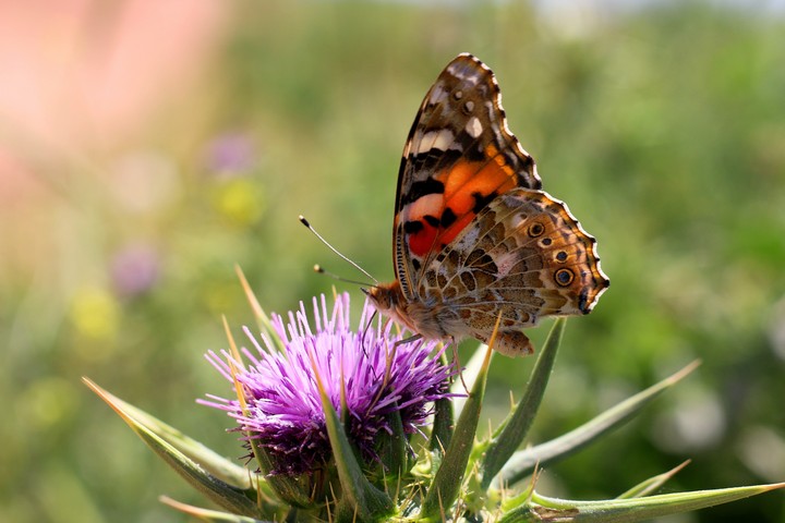 butterfly