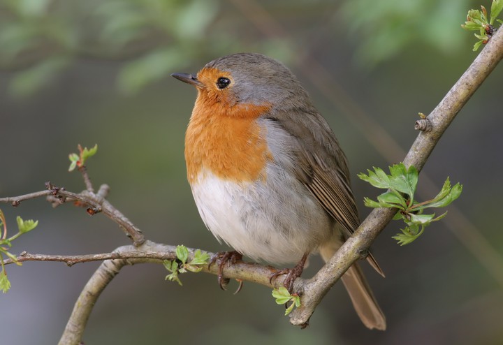 bird