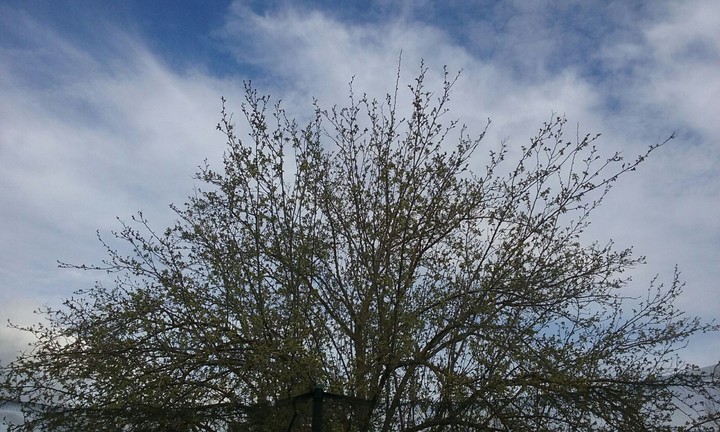 tree
