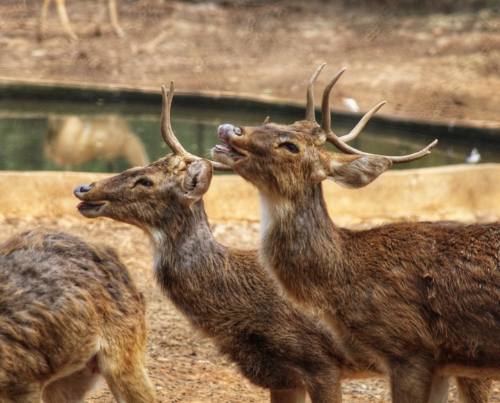 Laughing Deers
