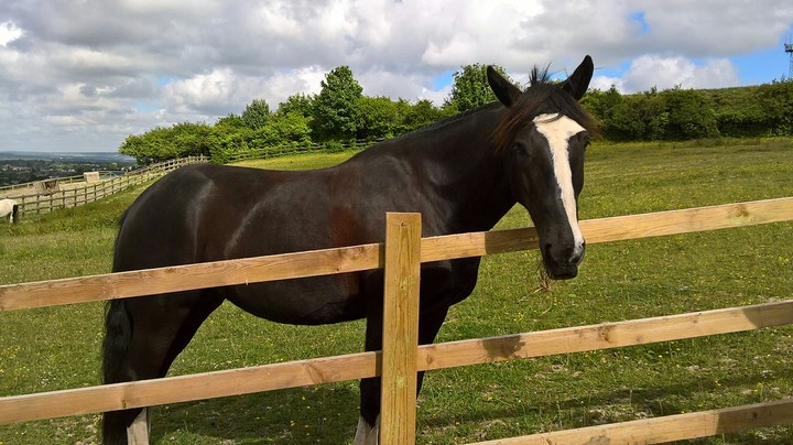 Horse in UK