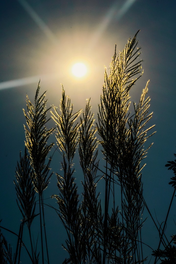 flare grass