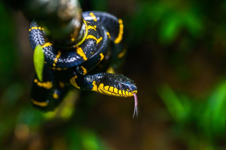 Snake