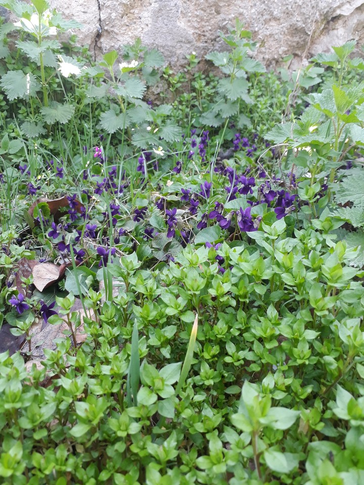 Spring is in anywhere