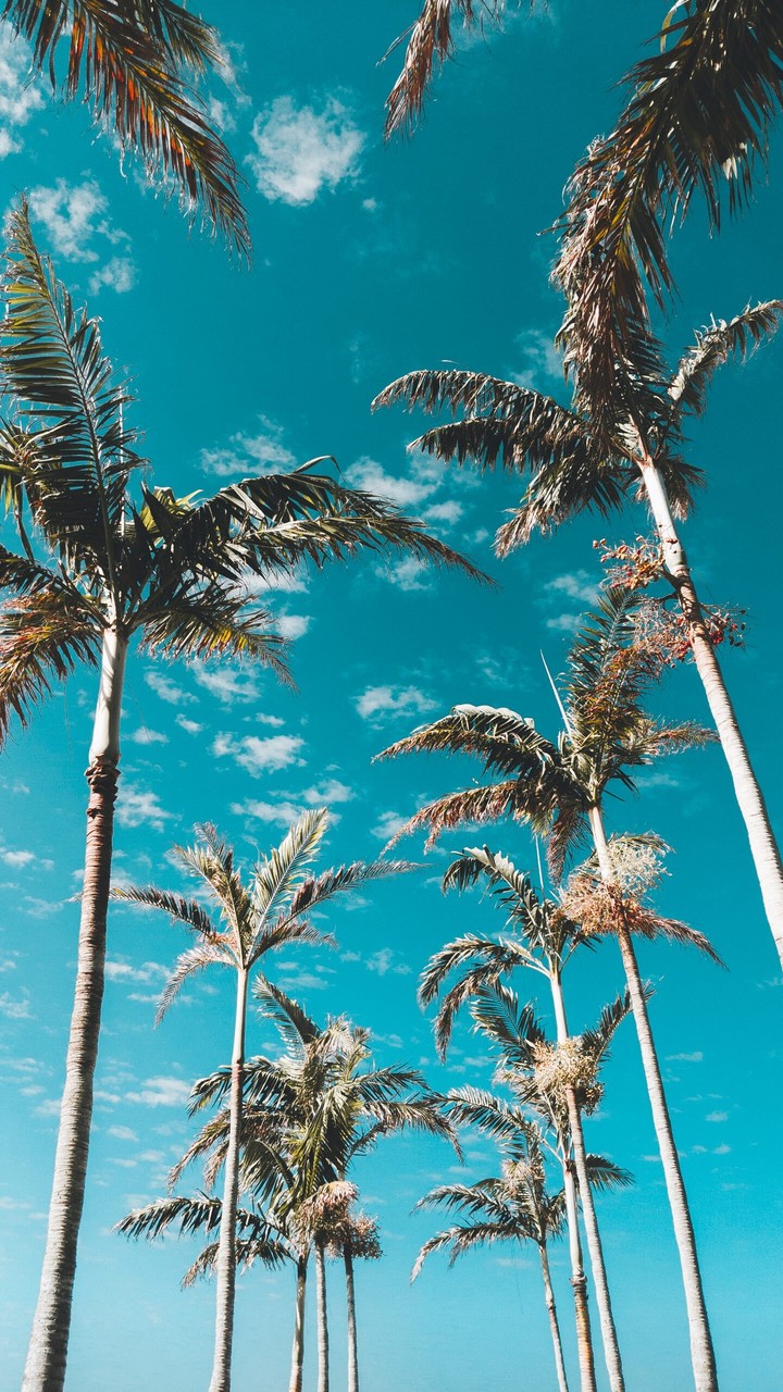 PERFECT WALLPAPER