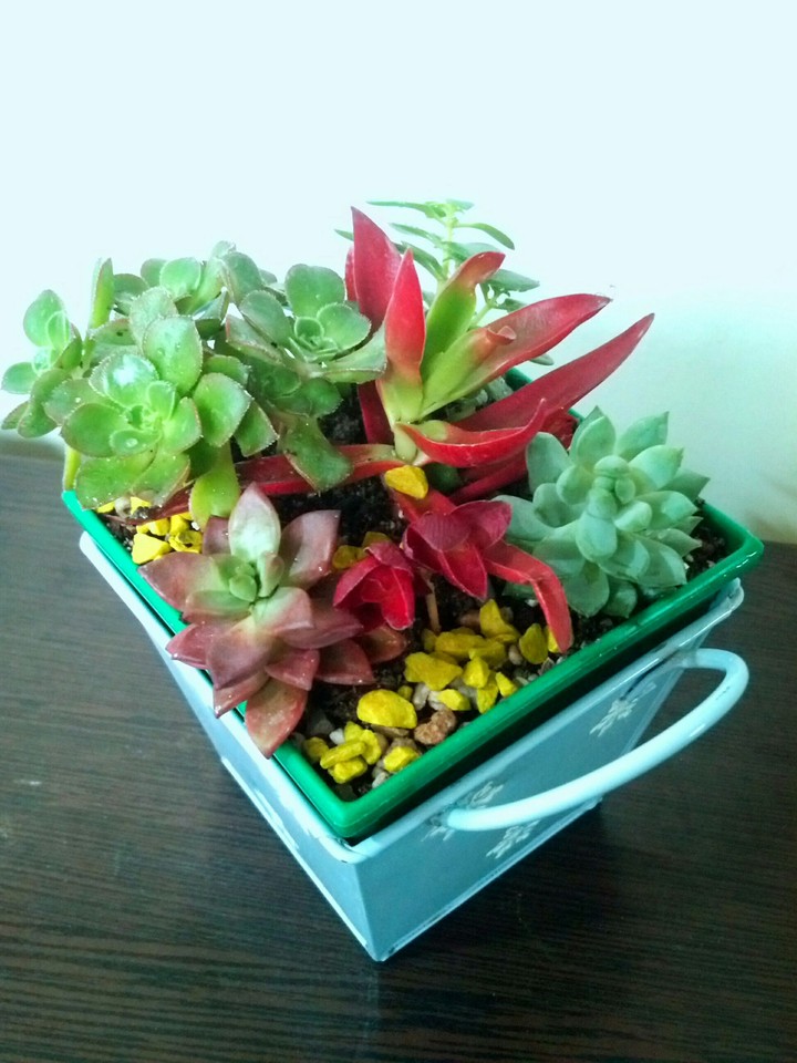 succulents