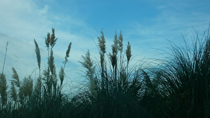 looking through the weeds