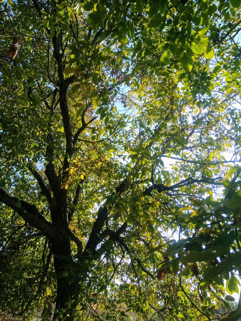 magic tree