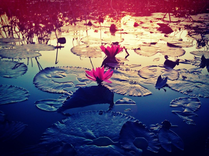 lotus ...