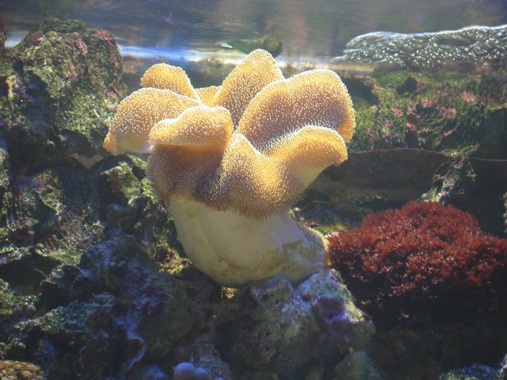 Nausicaa