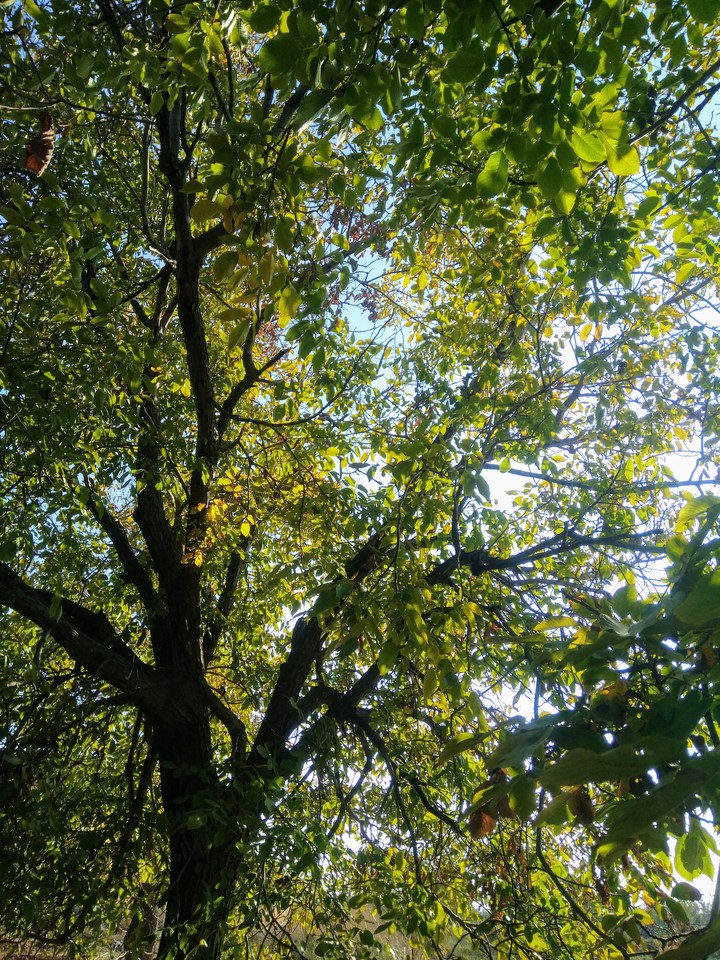 magic tree