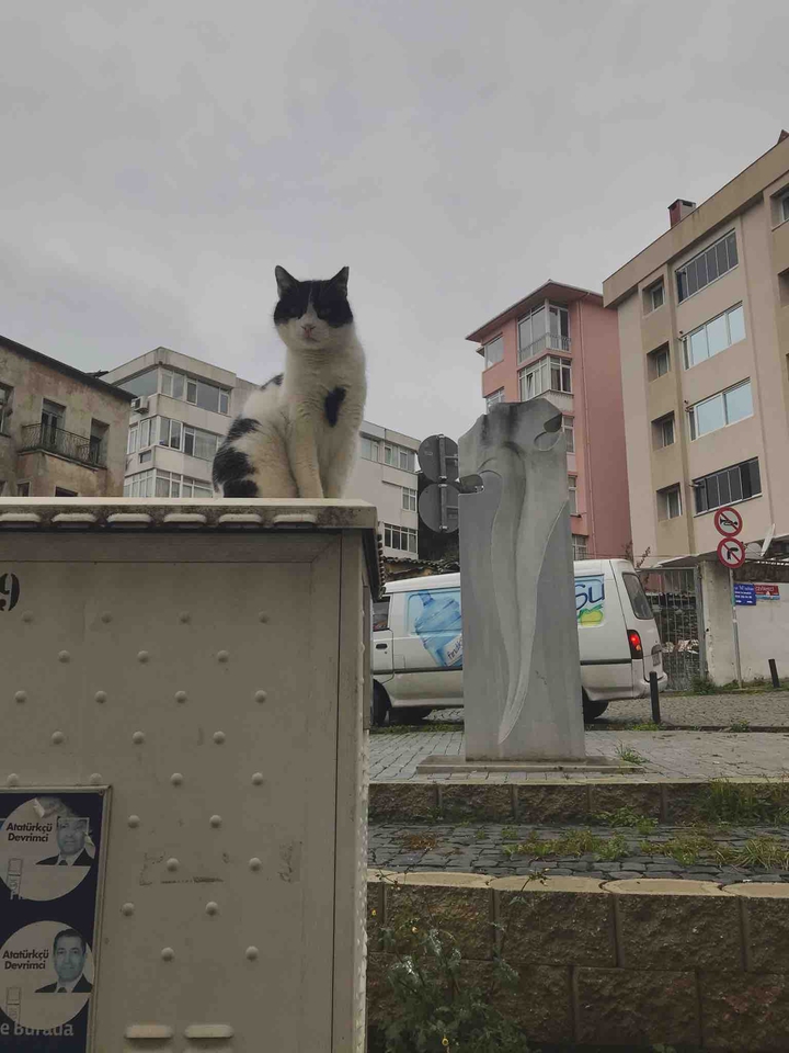edited long live the cat